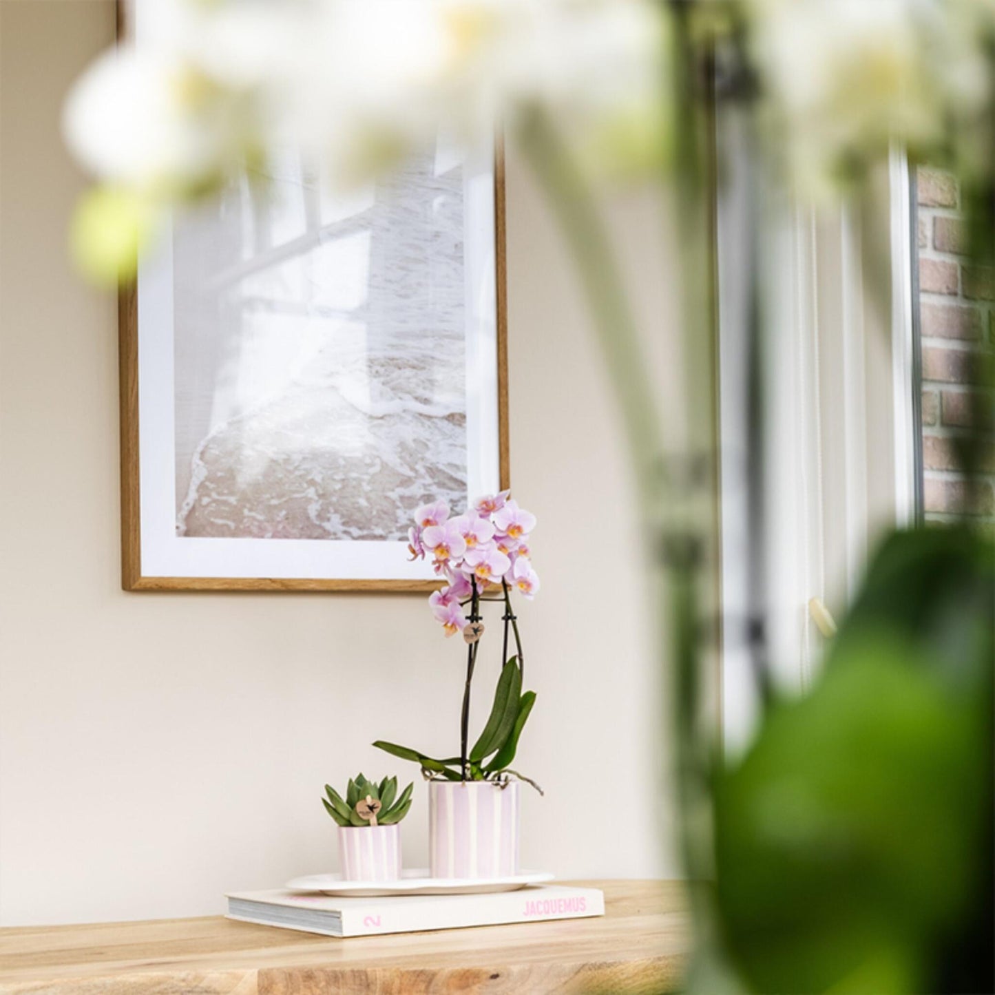 Set De Regalo Orquídea 'pink S' - Phalaenopsis - Altura 30cm_4