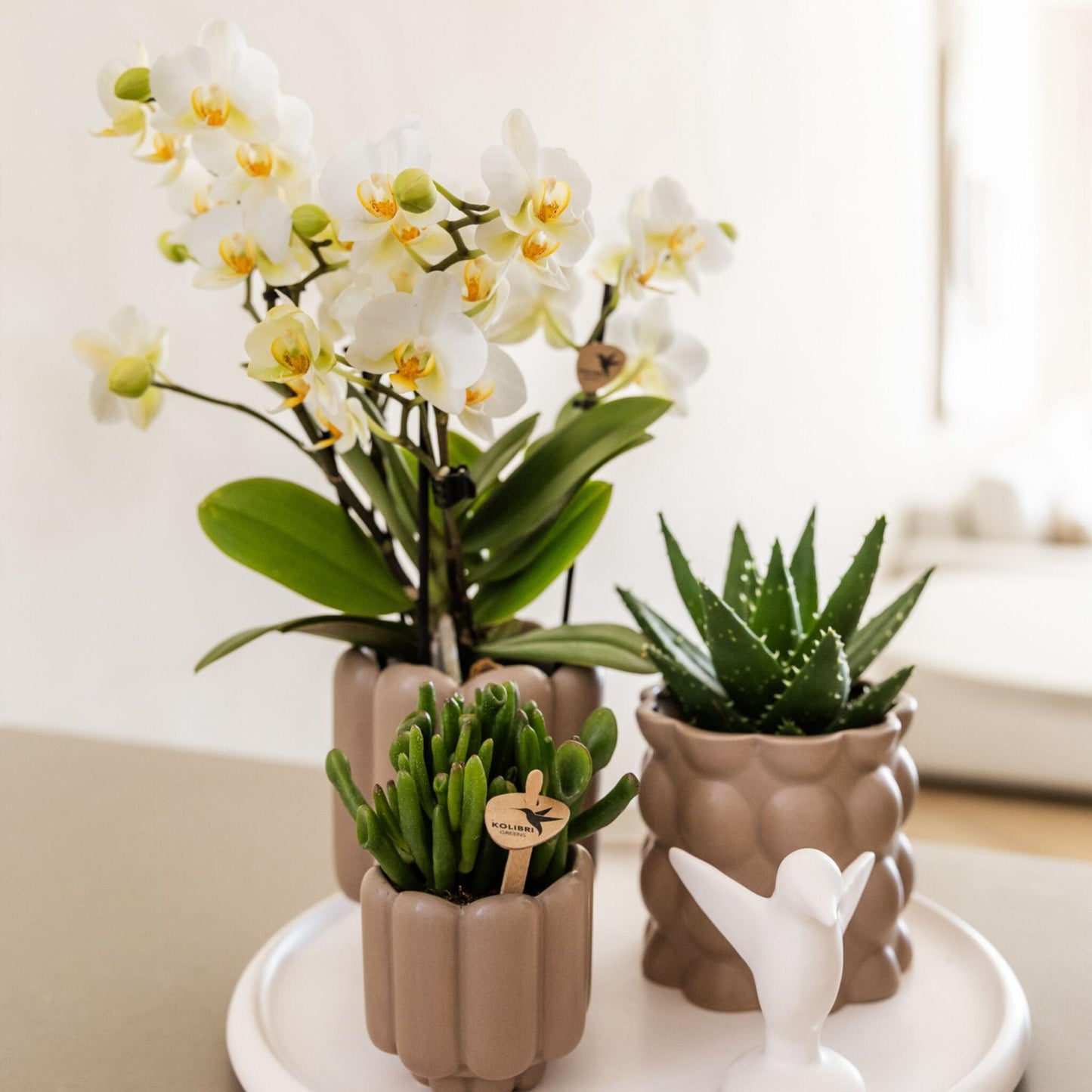Set De Regalo Orquídea 'white Tray Xl' - Phalaenopsis - Altura 35cm_1