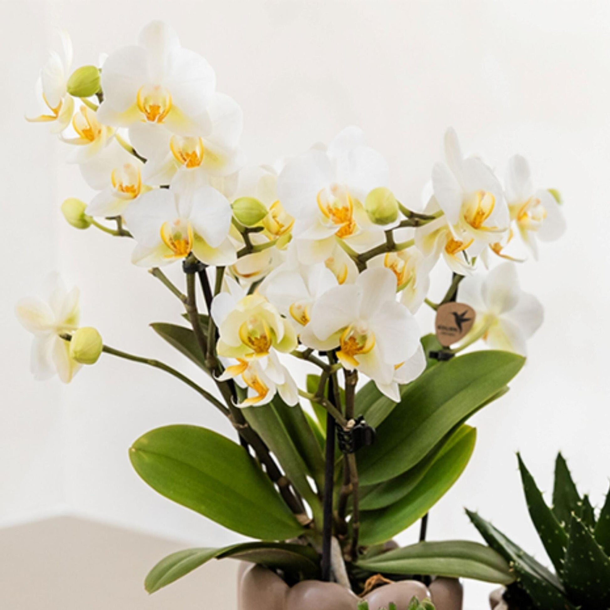 Set De Regalo Orquídea 'white Tray Xl' - Phalaenopsis - Altura 35cm_3
