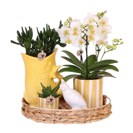 Set De Regalo Orquídea 'yellow Xl' - Phalaenopsis - Altura 35cm_0