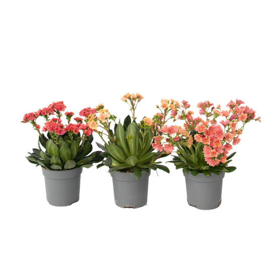 Siskiyou Lewisia - 3 Pzs - Lewisia Cotyledon - Altura 10-20cm - ⌀10cm_0