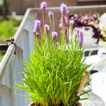 Siskiyou Lewisia - 40 Pzs - Liatris - Cepellones - Púrpura_1