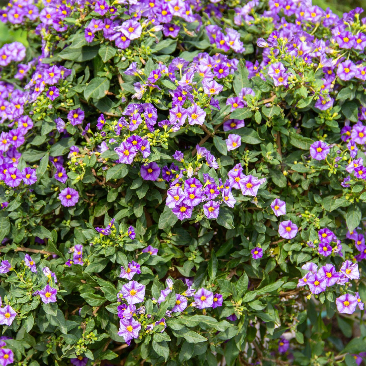 Solano De Flor Azul - 3 Pzs - Lycianthes Rantonnetii - Altura 25-40cm - ⌀9cm_1