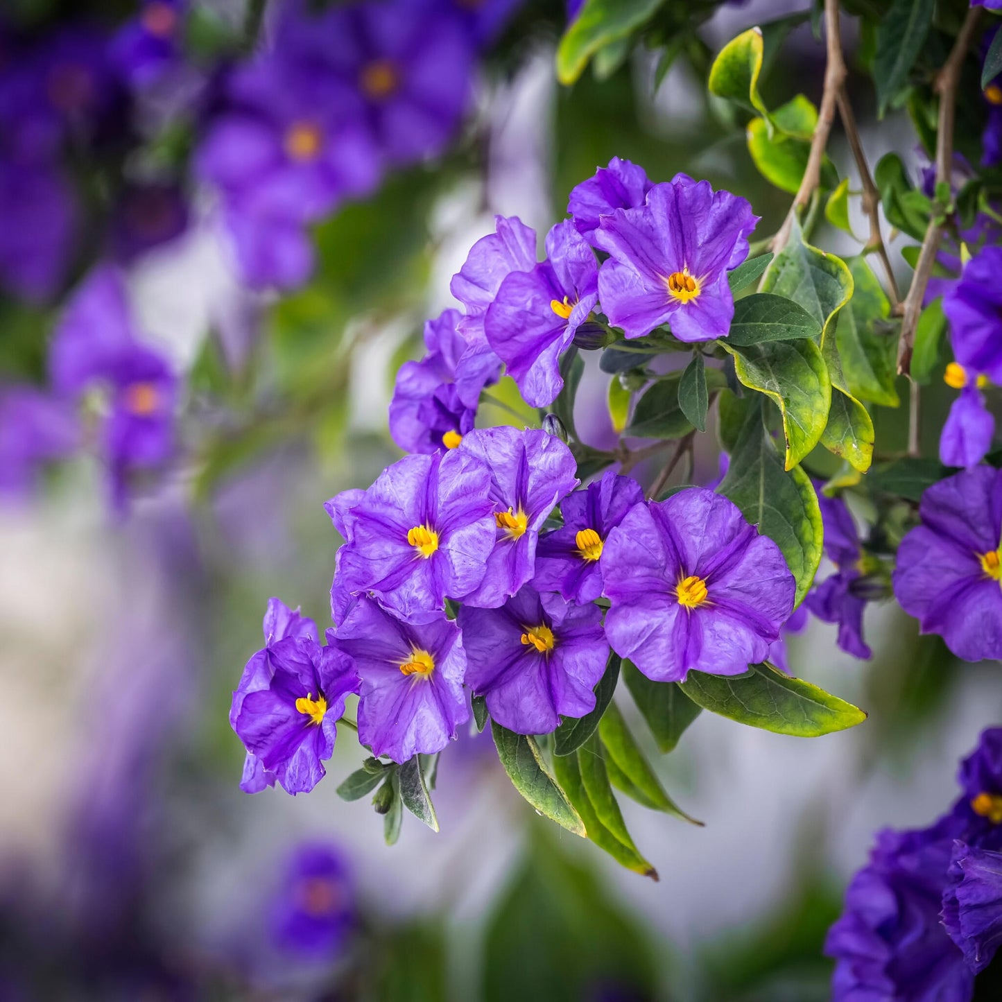 Solano De Flor Azul - 6 Pzs - Lycianthes Rantonnetii - Altura 25-40cm - ⌀9cm_3