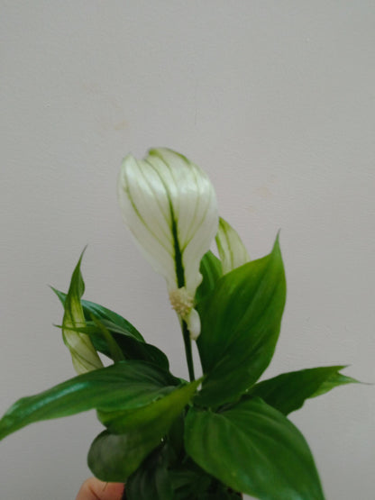 Spathiphyllum Chopin Pro Planta De Interior Ø6_2
