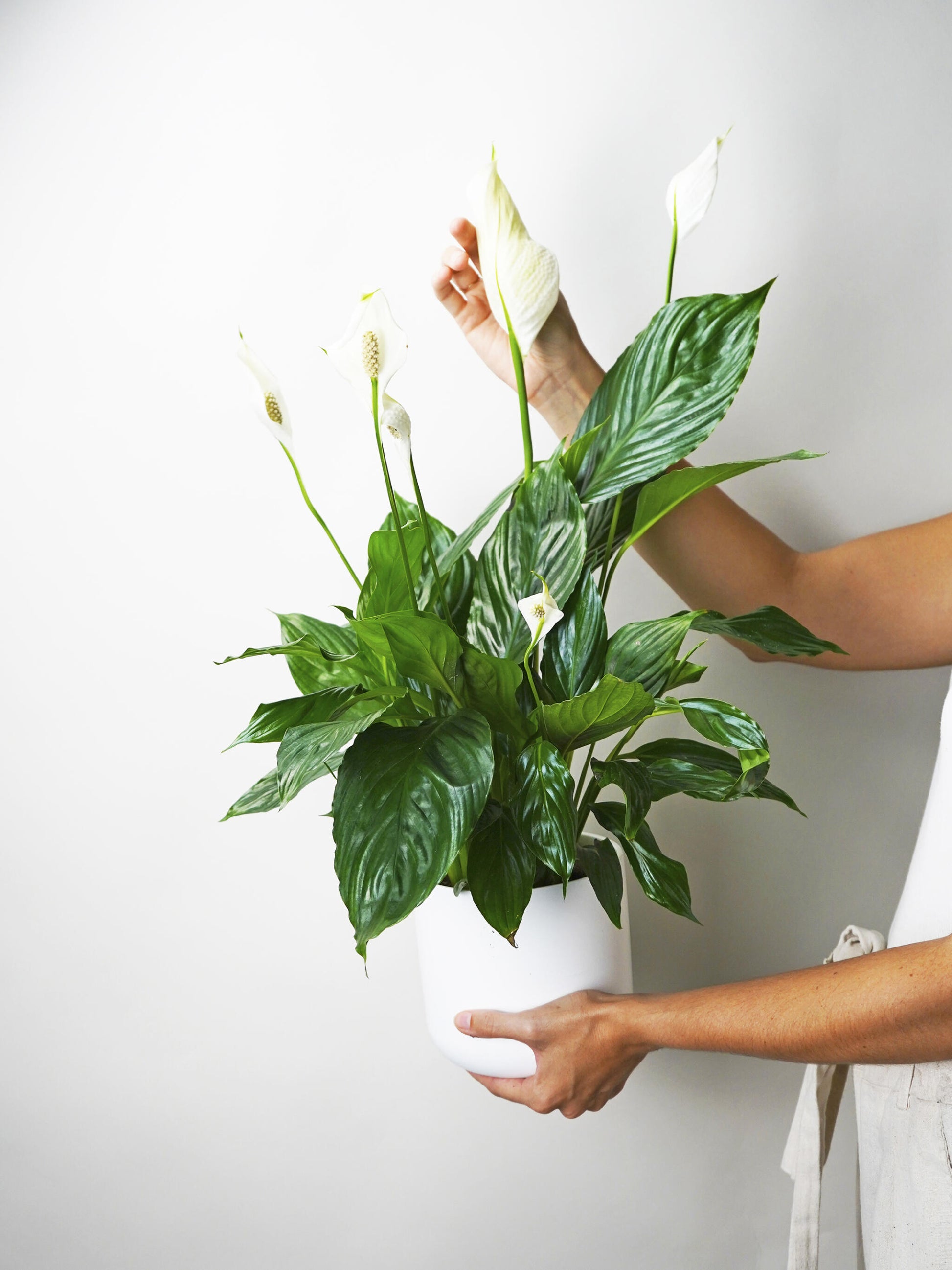 Spathiphyllum O Cuna De Moisés | Altura 75cm - Maceta 17cm_0