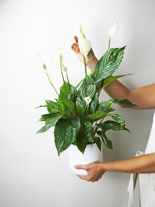 Spathiphyllum O Cuna De Moisés | Altura 75cm - Maceta 17cm_0