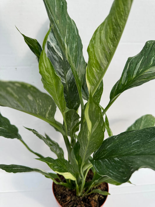 Spatiphyllium Variegata - Spatiphyllium Diamond - Maceta 12cm. - Altura Total Aprox. 45cm._0