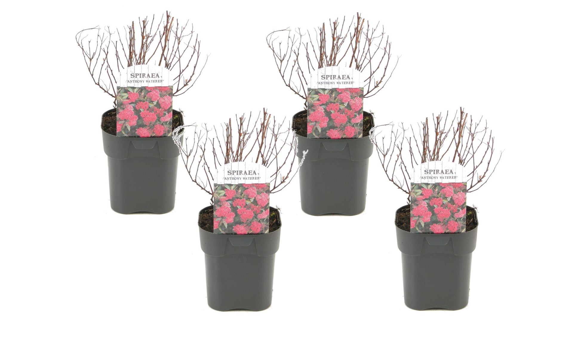 Spiraea Rosada - 4 Pzs - Spiraea Japonica 'dark Pink' - Altura 25-40cm - ⌀17cm_0