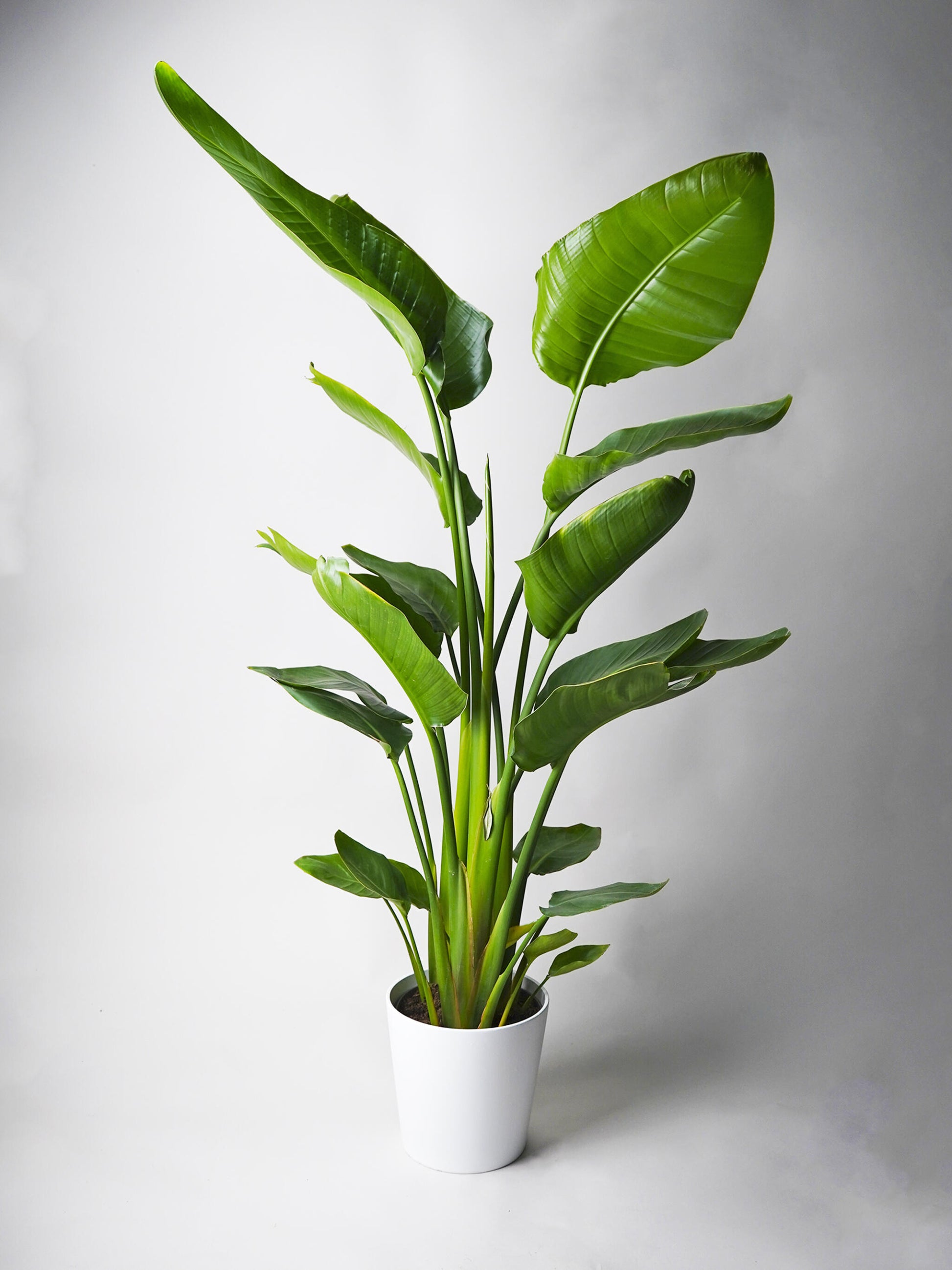 Strelitzia O Ave Del Paraíso | Altura  100cm - Maceta 19cm_0