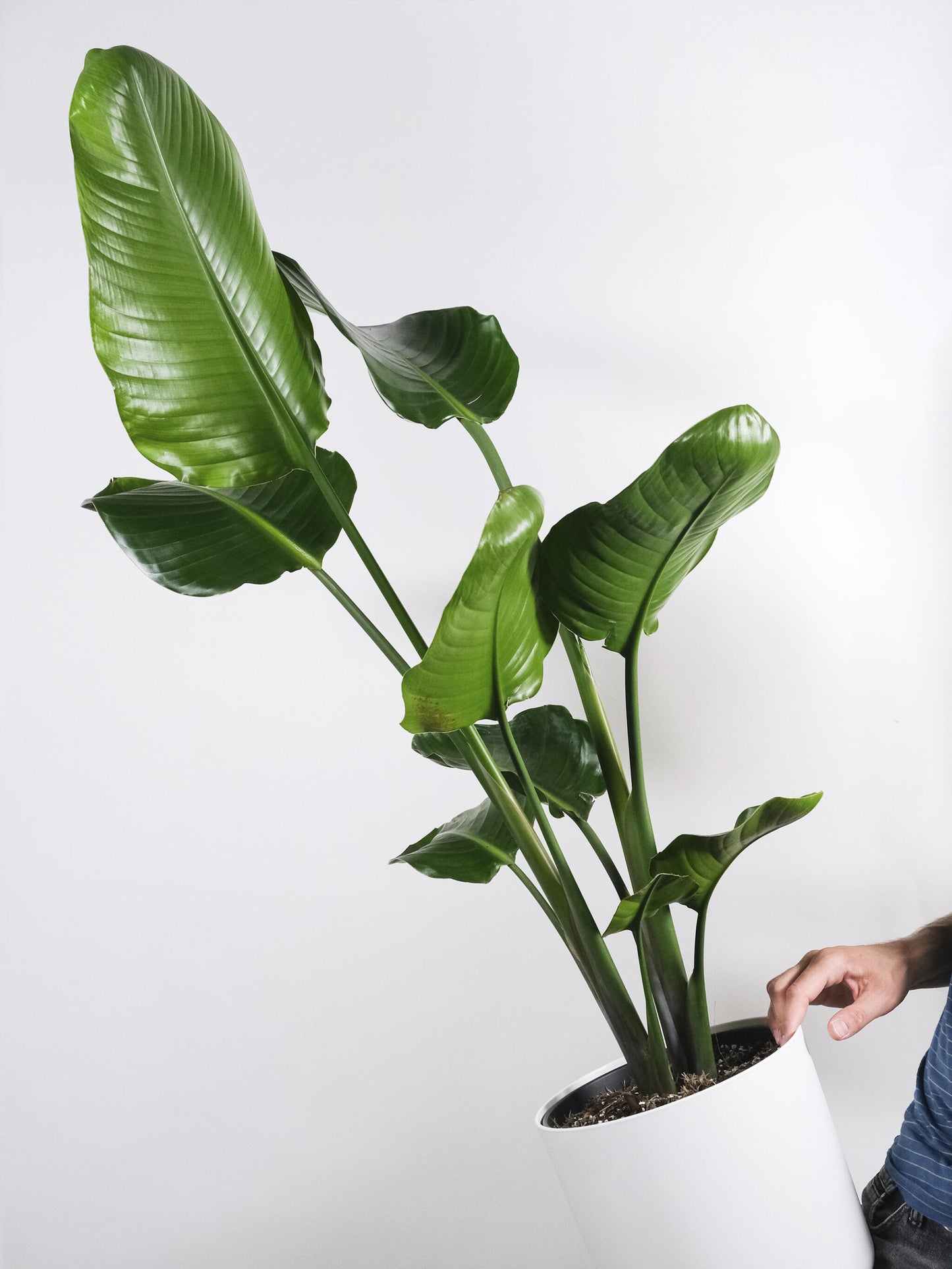 Strelitzia O Ave Del Paraíso | Altura  100cm - Maceta 19cm_4