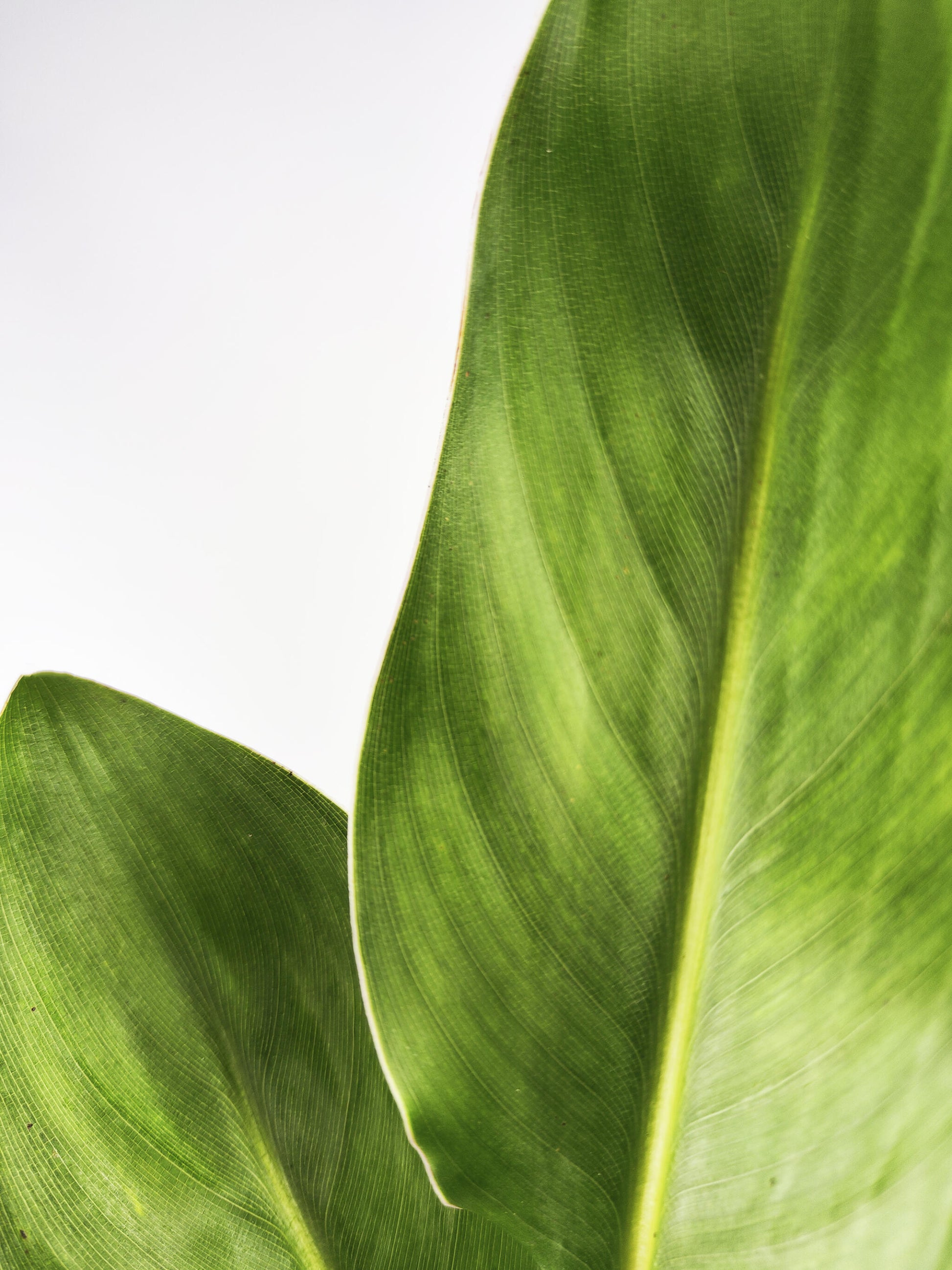 Strelitzia O Ave Del Paraíso | Altura  80cm - Maceta 17cm_1