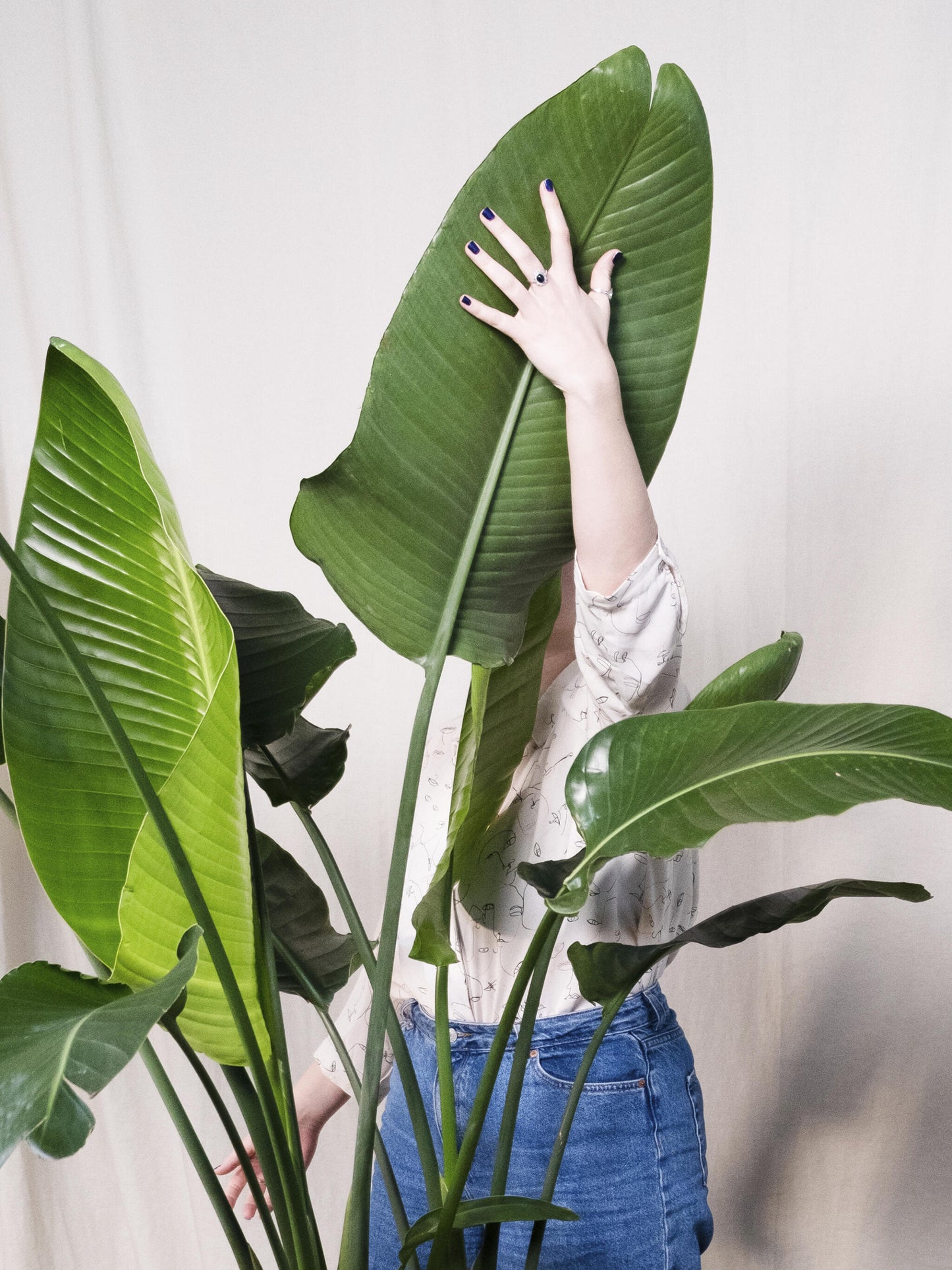 Strelitzia O Ave Del Paraíso | Altura  80cm - Maceta 17cm_2