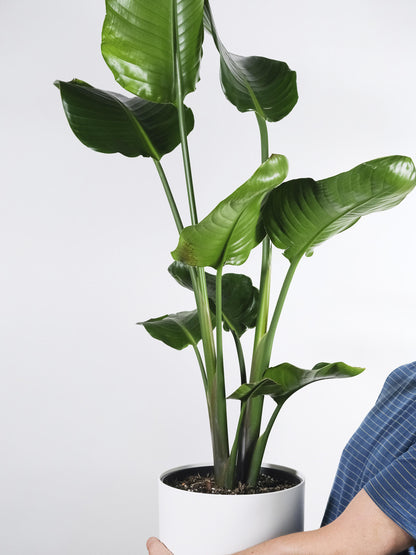 Strelitzia O Ave Del Paraíso | Altura 80cm - Maceta 17cm_5