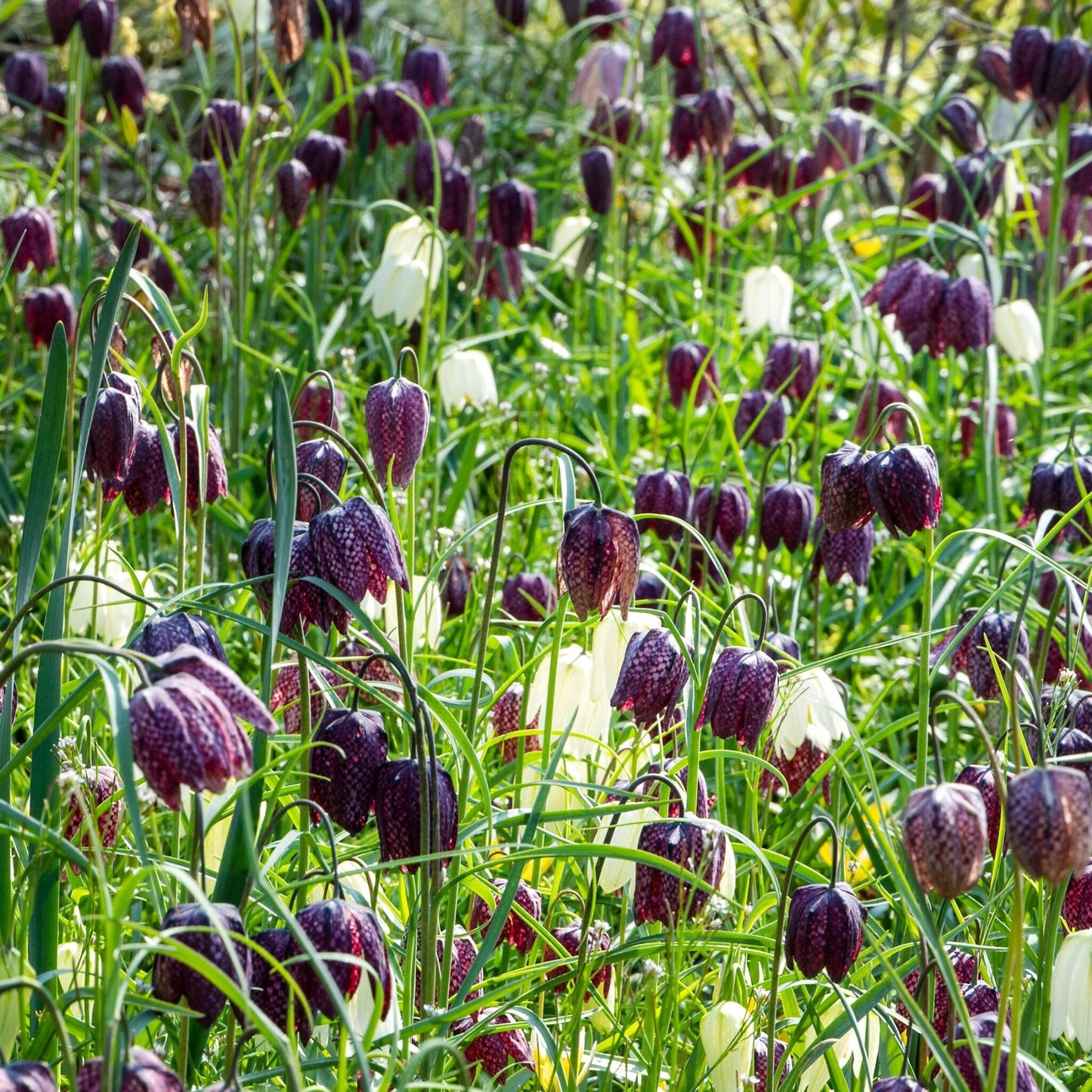 Tablero De Damas - 60 Pzs - Fritillaria 'meleagris' - Bulbos De Flores_1