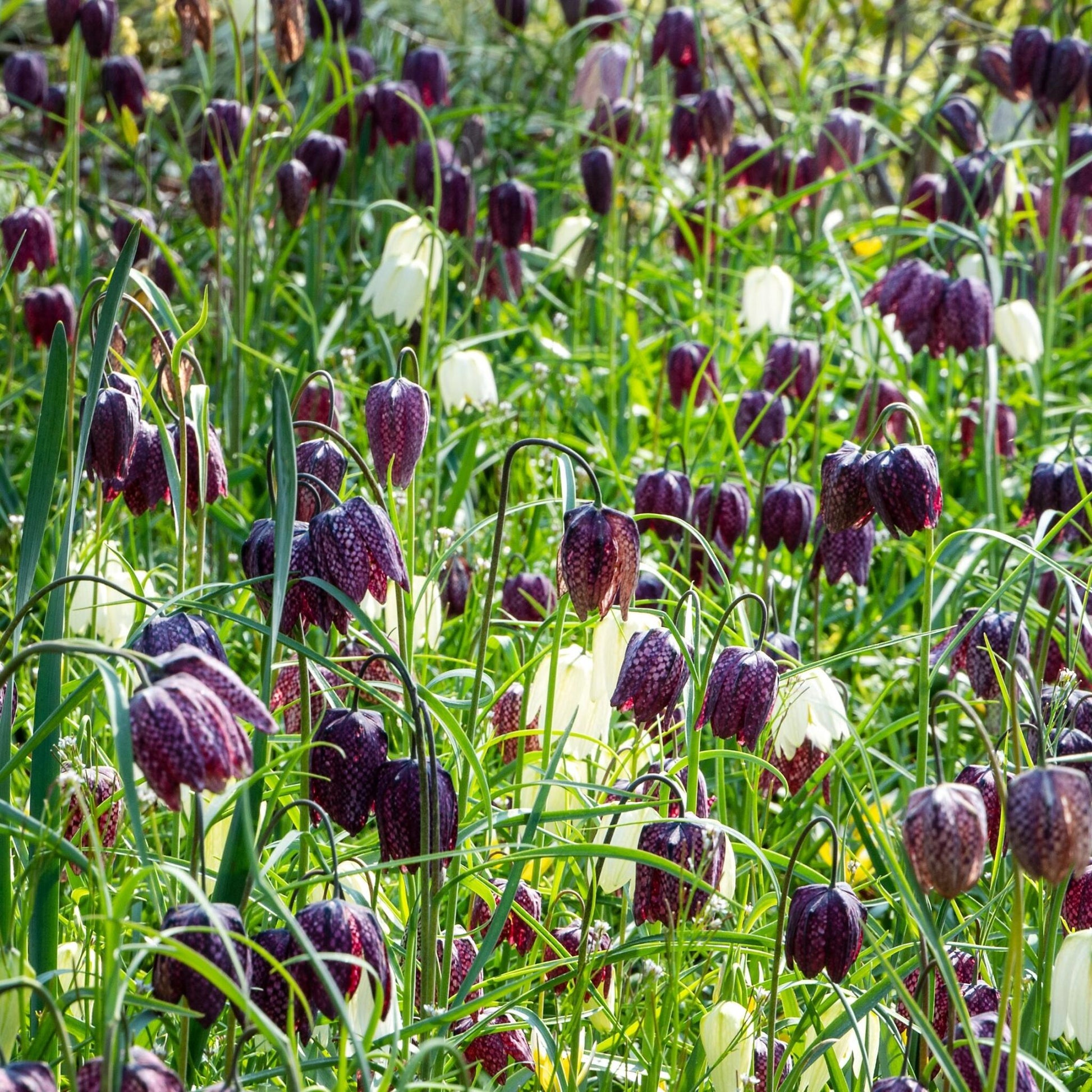 Tablero De Damas - 60 Pzs - Fritillaria 'meleagris' - Bulbos De Flores_1