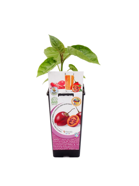 Tamarillo En Maceta 2 L. Natural - Fitoralia_0