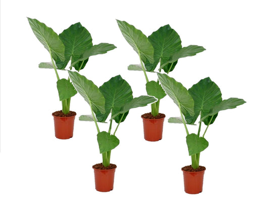 Taro Gigante - 4 Pzs - Alocasia 'macrorrhizos' - Altura 60-70cm - ⌀17cm_0