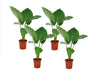 Taro Gigante - 4 Pzs - Alocasia 'macrorrhizos' - Altura 60-70cm - ⌀17cm