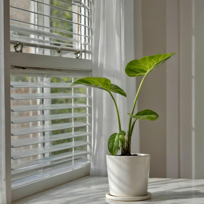 Taro Gigante - Alocasia 'macrorrhizos' - Altura 60-70cm - ⌀17cm_1