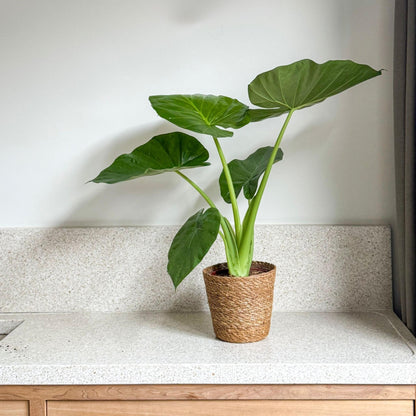 Taro Gigante - Alocasia 'macrorrhizos' - Incluye Cesta - Altura 60-70cm - ⌀17cm_1