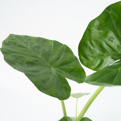 Taro Gigante - Alocasia 'macrorrhizos' - Incluye Cesta - Altura 60-70cm - ⌀17cm_3