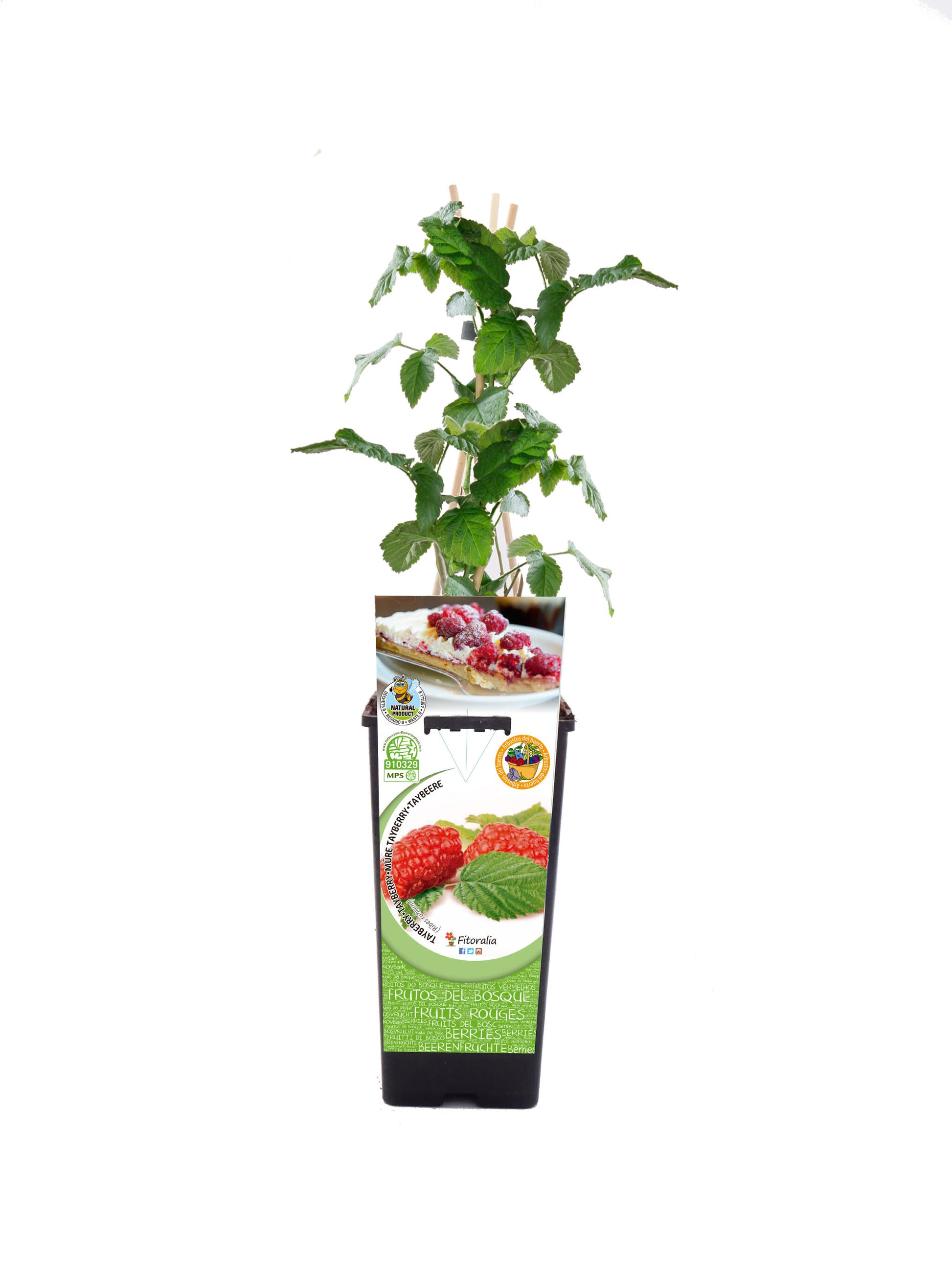 Tayberry En Maceta 2 L. Natural - Fitoralia_0