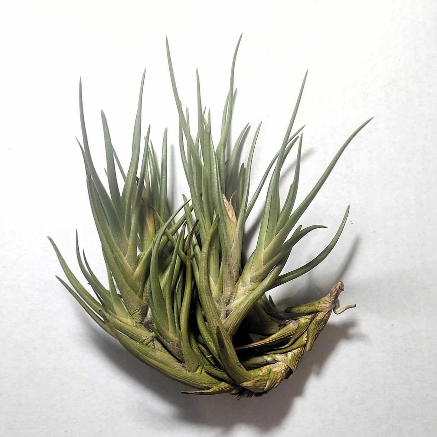 Tillandsia Albertiana; Planta Del Aire De Floración Espectacular; Curiosarium; Altura 12-15 Cm, Diámetro 12 Cm_0