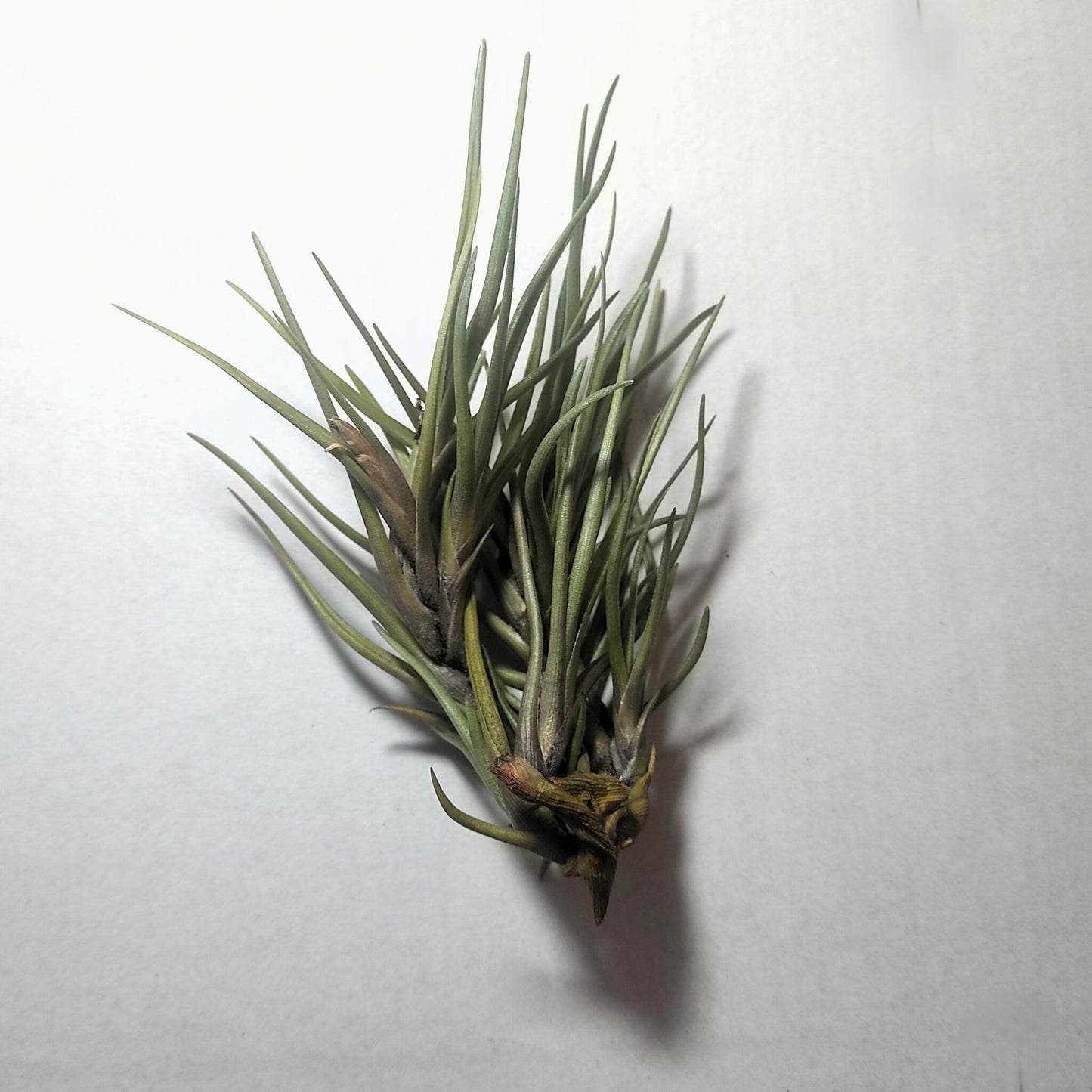 Tillandsia Albertiana; Planta Del Aire De Floración Espectacular; Curiosarium; Altura 12-15 Cm, Diámetro 12 Cm_1