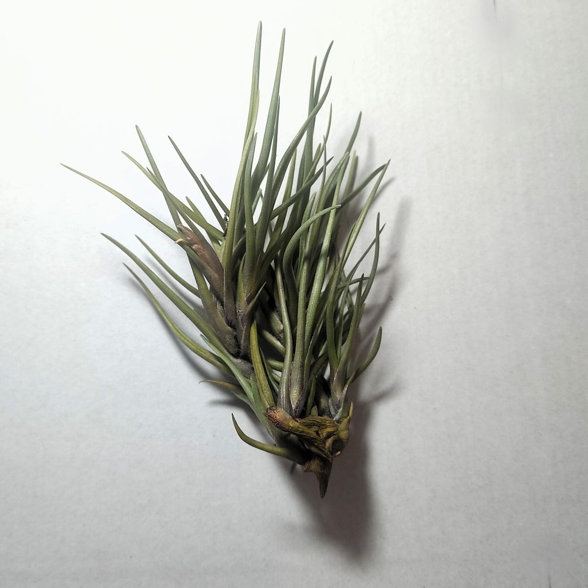 Tillandsia Albertiana; Planta Del Aire De Floración Espectacular; Curiosarium; Altura 12-15 Cm, Diámetro 12 Cm_1