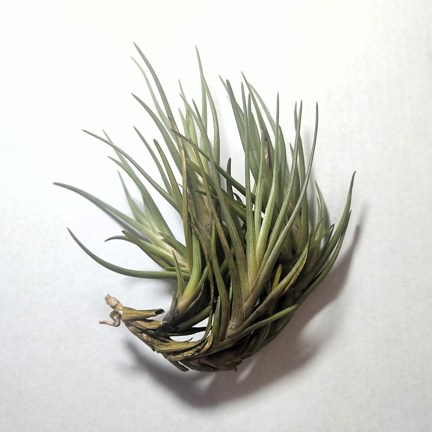 Tillandsia Albertiana; Planta Del Aire De Floración Espectacular; Curiosarium; Altura 12-15 Cm, Diámetro 12 Cm_2