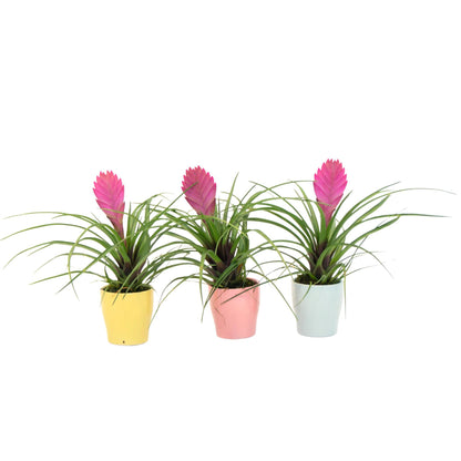Tillandsia Cyanea ‘pastel’ – Set De 3 Con Maceta – Altura 20–30cm – Ø7cm_0