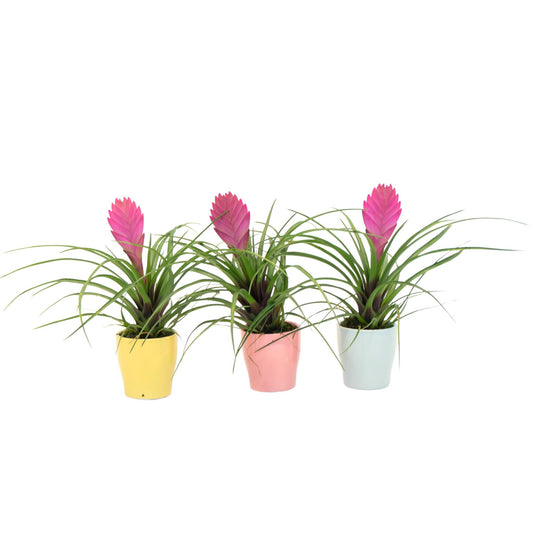 Tillandsia Cyanea ‘pastel’ – Set De 3 Con Maceta – Altura 20–30cm – Ø7cm_0