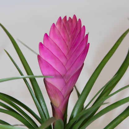 Tillandsia Cyanea ‘pastel’ – Set De 3 Con Maceta – Altura 20–30cm – Ø7cm_3