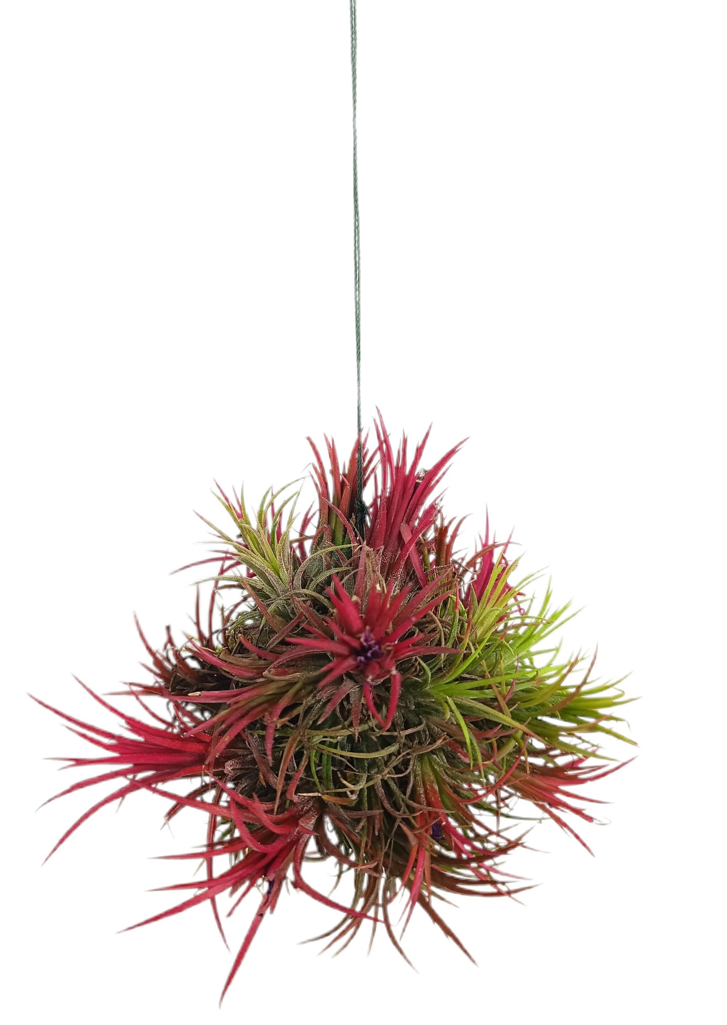 Tillandsia Ion Fuego Bola Xl_1