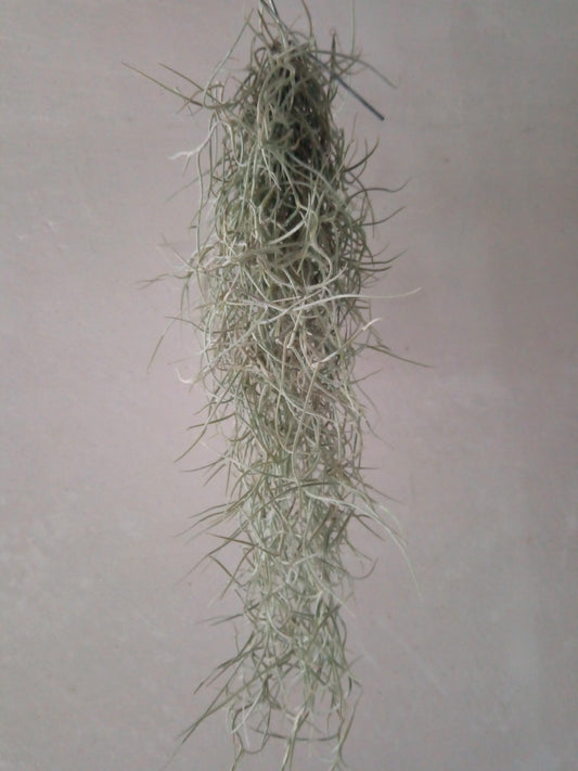 Tillandsia Usneoides 50 Cm Clavel Aire Barba Viejo_0