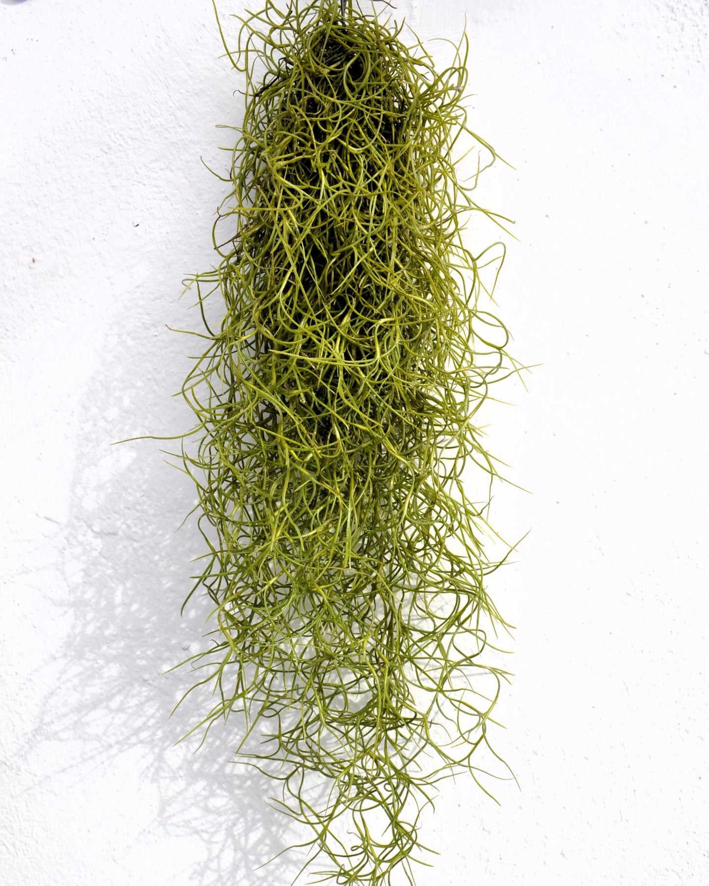 Tillandsia Usneoides Standard (Barba de Viejo Mediana); Planta del Aire Colgante; Curiosarium; 50-60 cm Largo_0