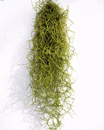 Tillandsia Usneoides Standard (Barba de Viejo Mediana); Planta del Aire Colgante; Curiosarium; 50-60 cm Largo_0