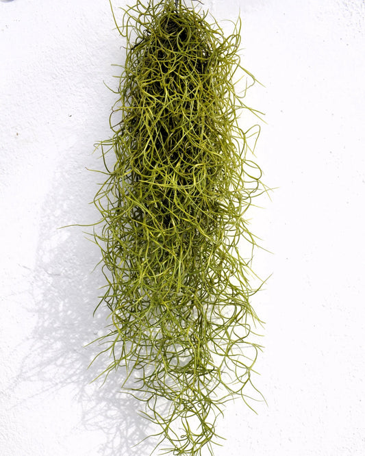Tillandsia Usneoides Standard (Barba de Viejo Mediana); Planta del Aire Colgante; Curiosarium; 50-60 cm Largo_0