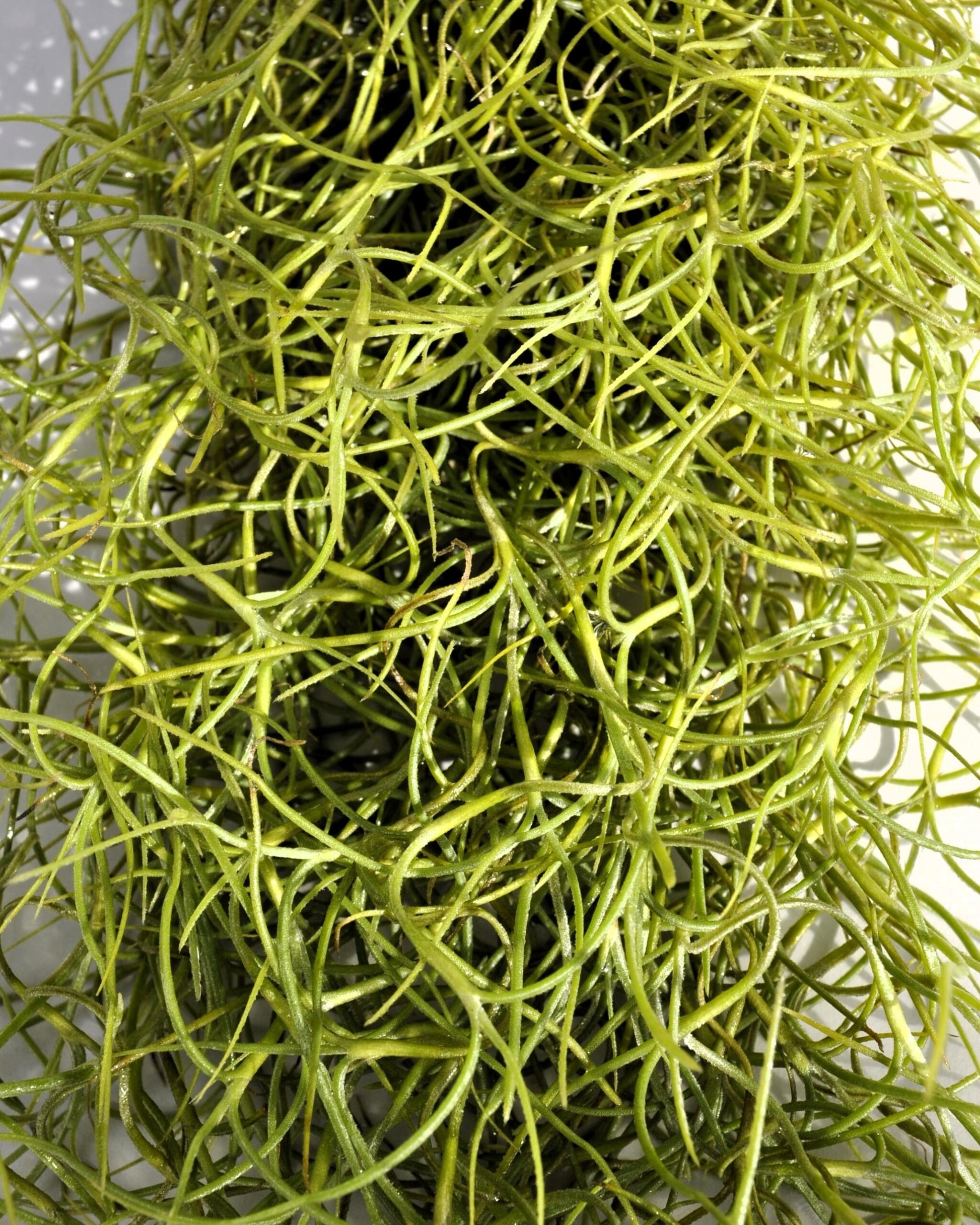 Tillandsia Usneoides Standard (Barba de Viejo Mediana); Planta del Aire Colgante; Curiosarium; 50-60 cm Largo_2