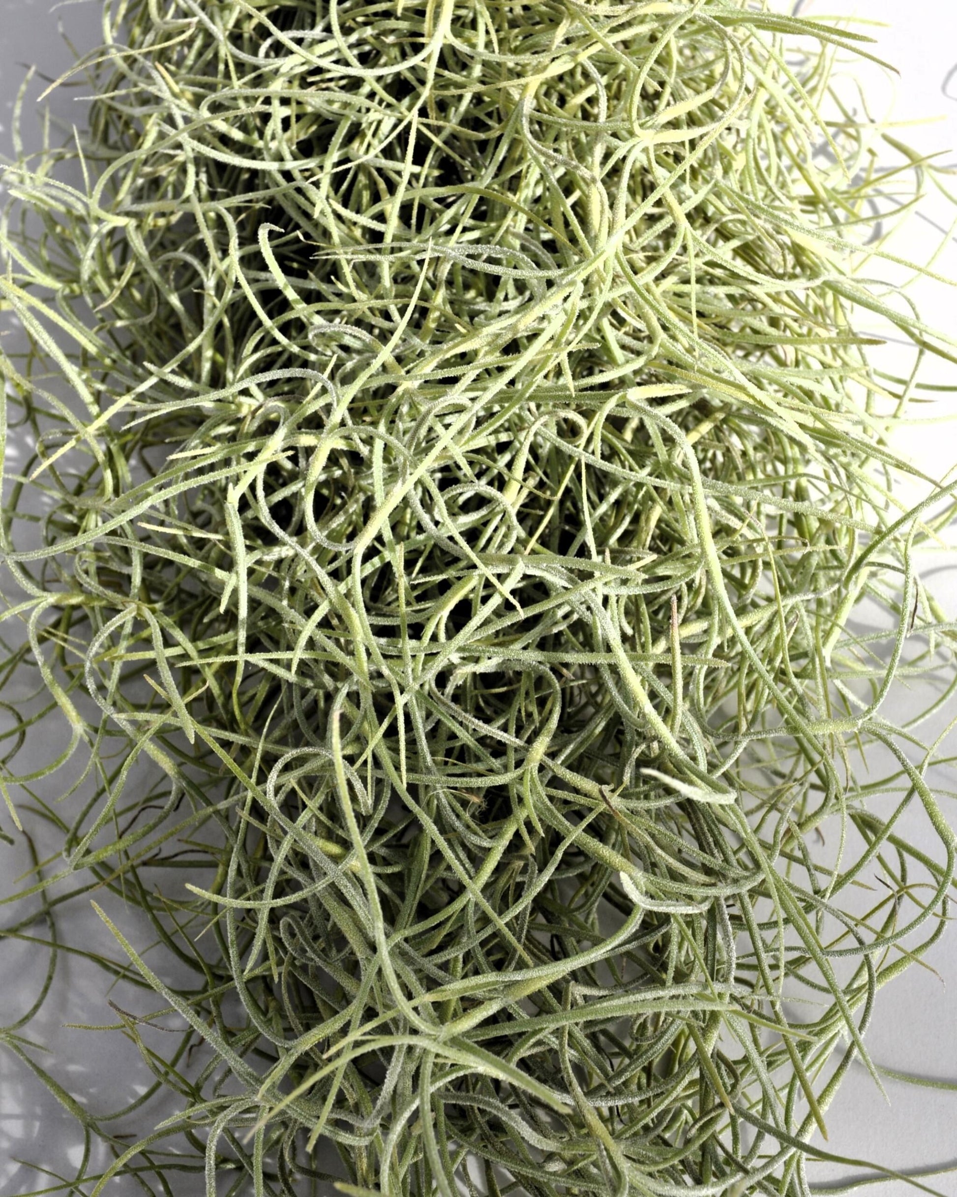 Tillandsia Usneoides Standard (Barba de Viejo Mediana); Planta del Aire Colgante; Curiosarium; 50-60 cm Largo_3