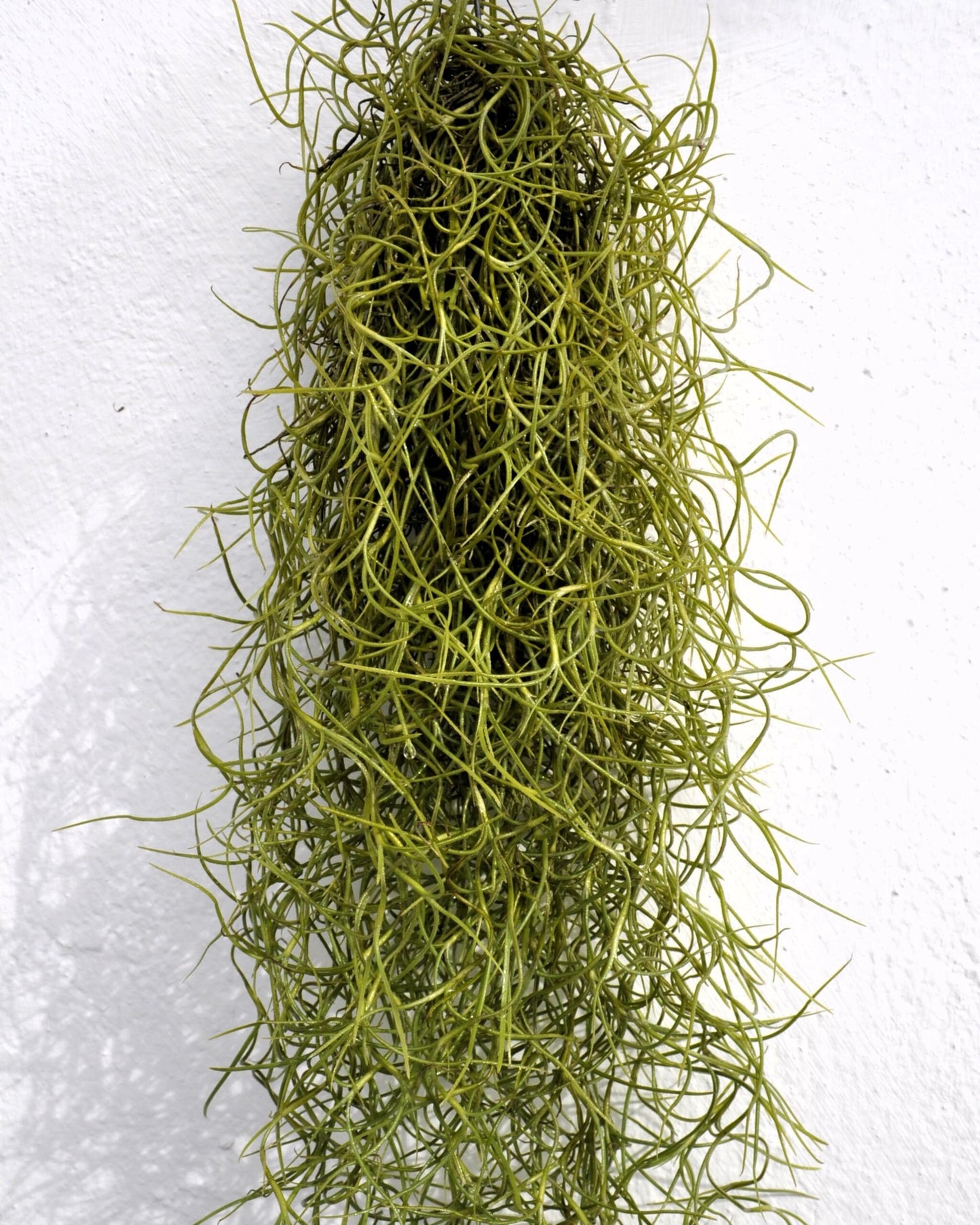 Tillandsia Usneoides Standard (Barba de Viejo Mediana); Planta del Aire Colgante; Curiosarium; 50-60 cm Largo_4