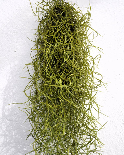Tillandsia Usneoides Standard (Barba de Viejo Mediana); Planta del Aire Colgante; Curiosarium; 50-60 cm Largo_4