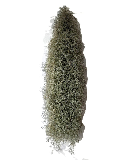 Tillandsia Usneoides Standard L (barba De Viejo [larga Y Ancha]); Pl. Aérea; Curiosarium; Largo 60-70 Cm; Diám. 15-20 Cm_1