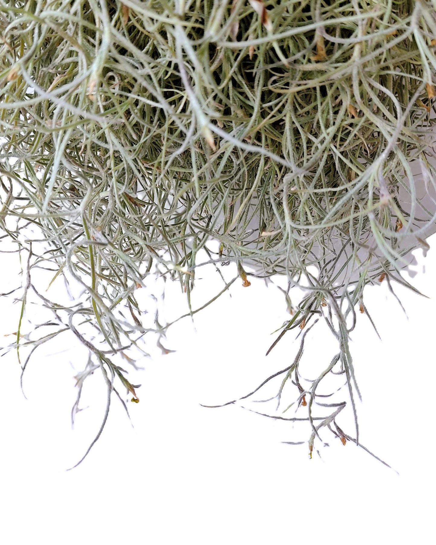 Tillandsia usneoides L (barba de viejo); planta del aire, larga y ancha; Curiosarium; Largo 60-70 Cm; Diám. 15-20 Cm_4