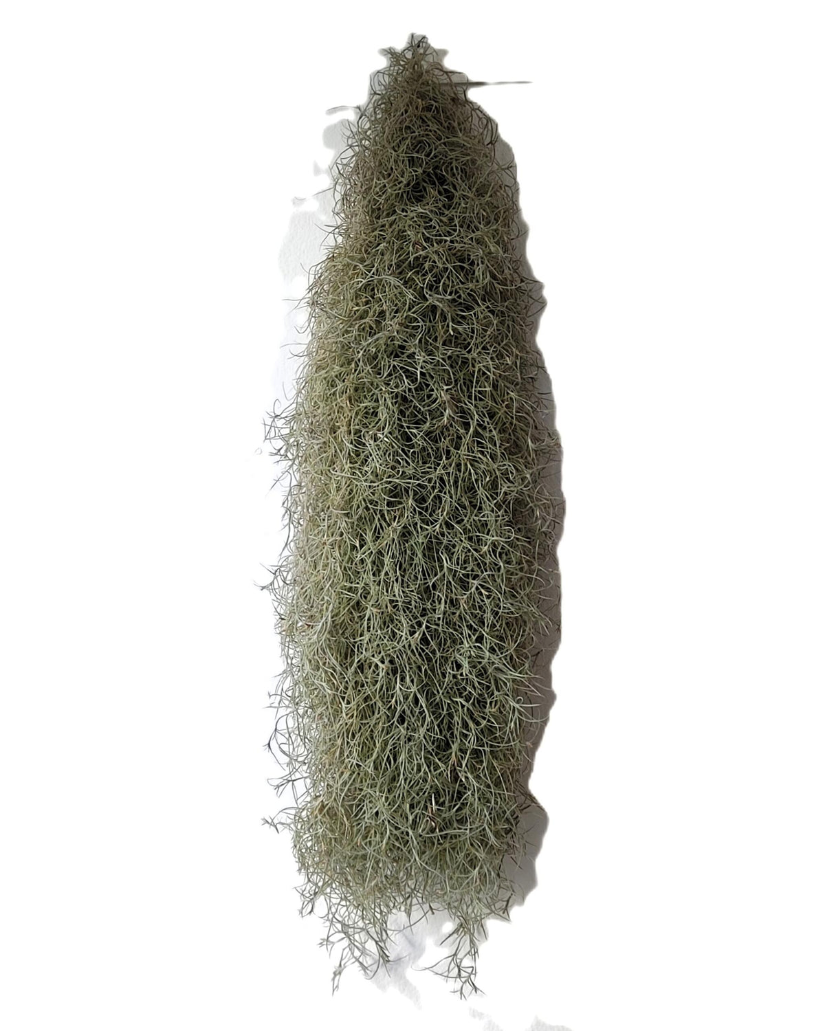 Tillandsia usneoides L (barba de viejo); planta del aire, larga y ancha; Curiosarium; Largo 60-70 Cm; Diám. 15-20 Cm_1