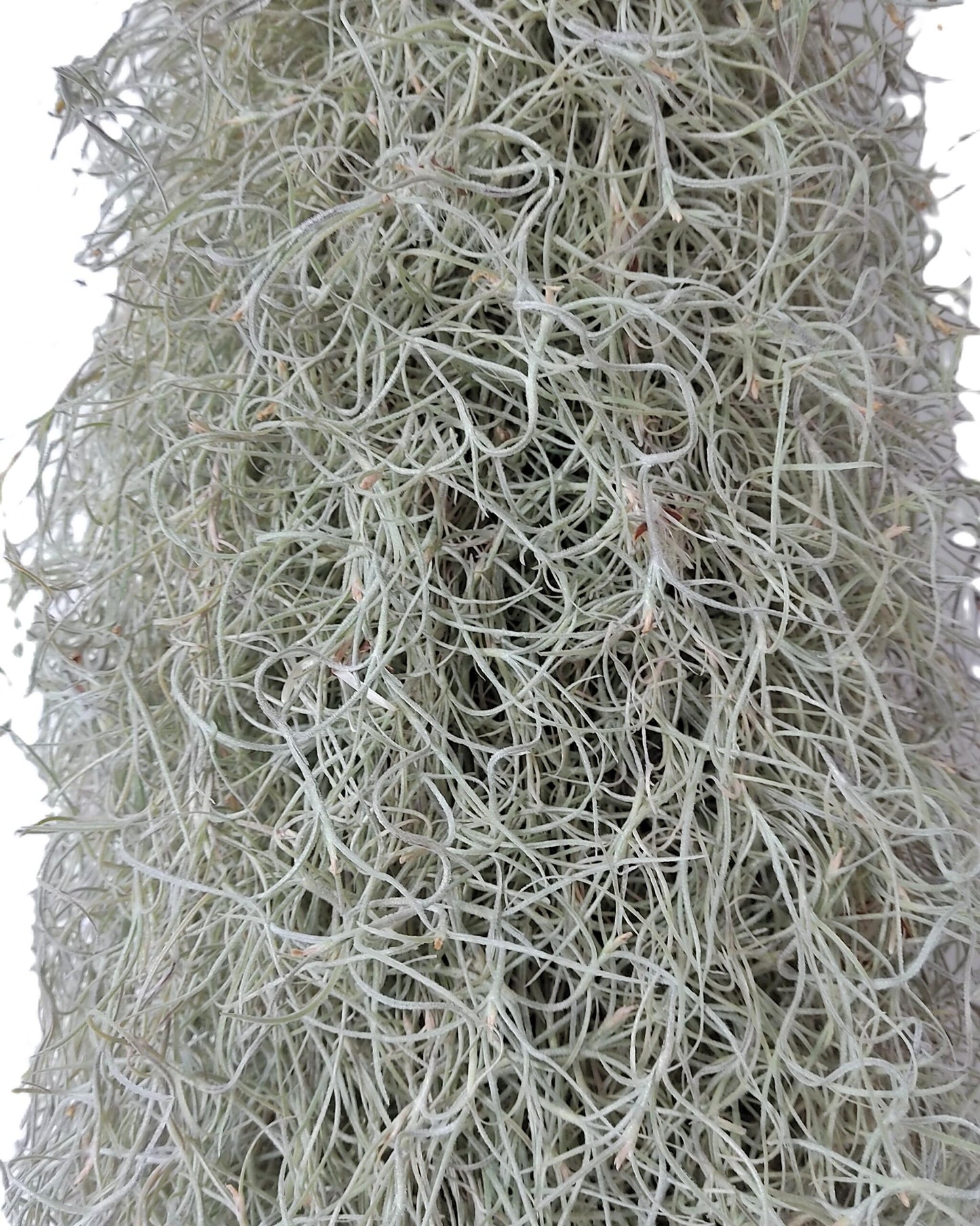 Tillandsia usneoides L (barba de viejo); planta del aire, larga y ancha; Curiosarium; Largo 60-70 Cm; Diám. 15-20 Cm_2