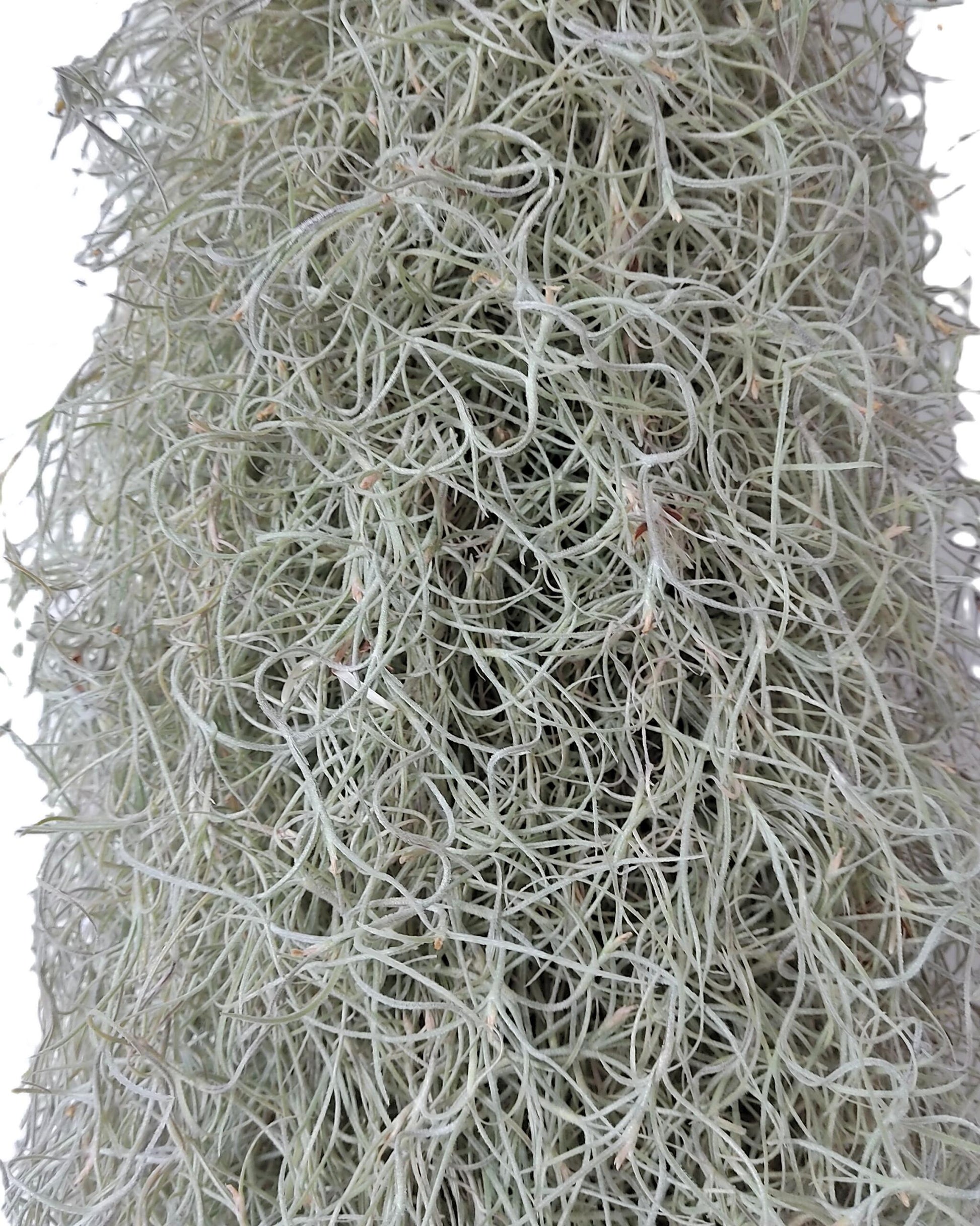 Tillandsia usneoides L (barba de viejo); planta del aire, larga y ancha; Curiosarium; Largo 60-70 Cm; Diám. 15-20 Cm_2