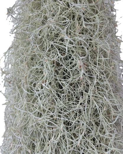 Tillandsia usneoides L (barba de viejo); planta del aire, larga y ancha; Curiosarium; Largo 60-70 Cm; Diám. 15-20 Cm_2