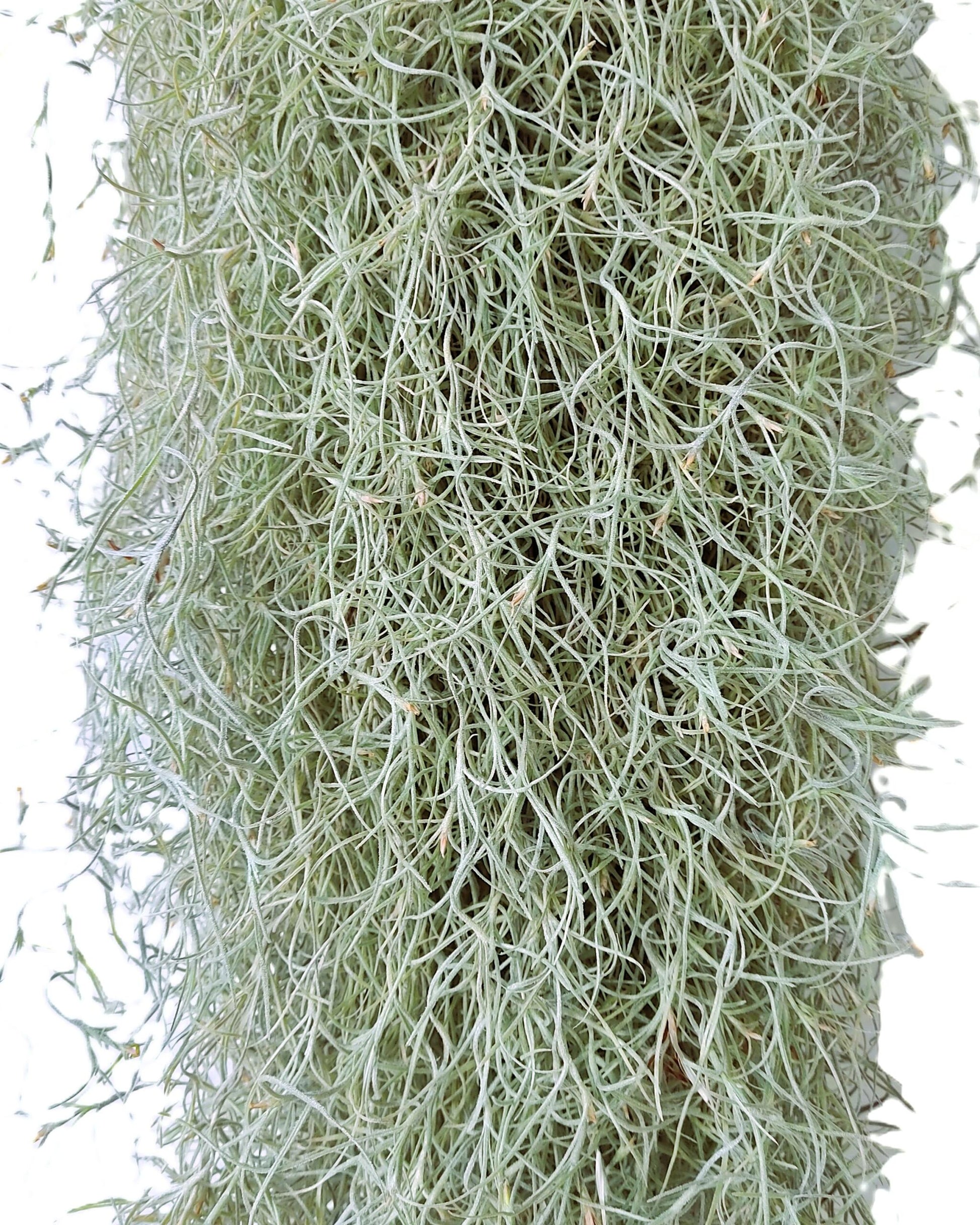 Tillandsia usneoides L (barba de viejo); planta del aire, larga y ancha; Curiosarium; Largo 60-70 Cm; Diám. 15-20 Cm_0